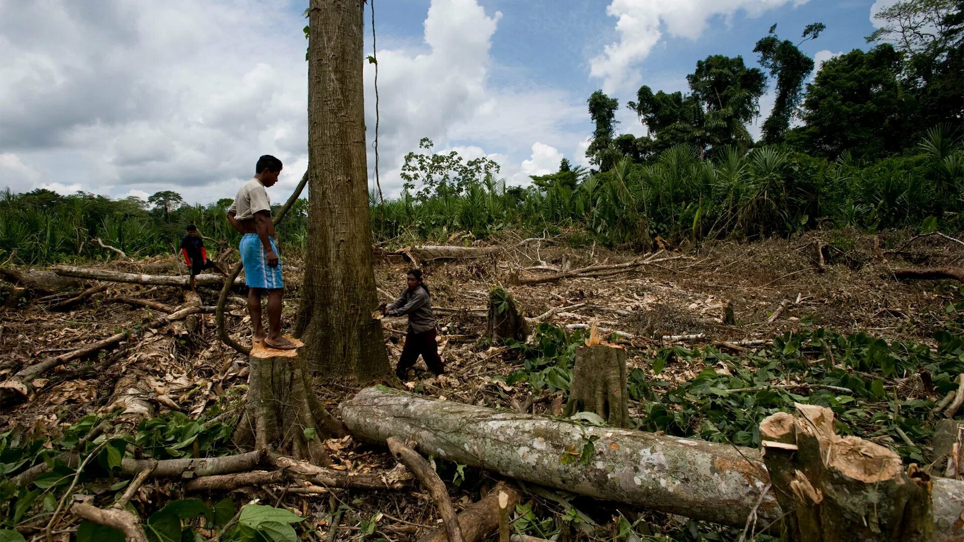Обезлесение в Индии. Обезлесение Бразилии. Обезлесение леса Амазонии,. Проблема исчезновения тропических лесов.