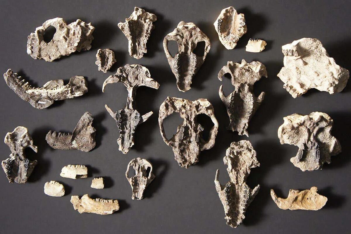 The research team an unusual fossil. Окаменелости динозавров. находки палеонтологов растения. corral bluffs fossils. окаменевший скелет млекопитающего мелового периода gyu.