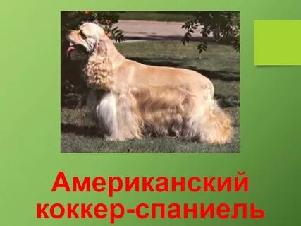 3 породы 2