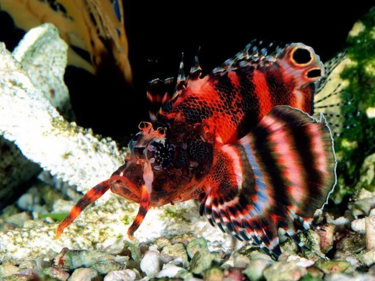 Самые необычные морские животные Хронотон