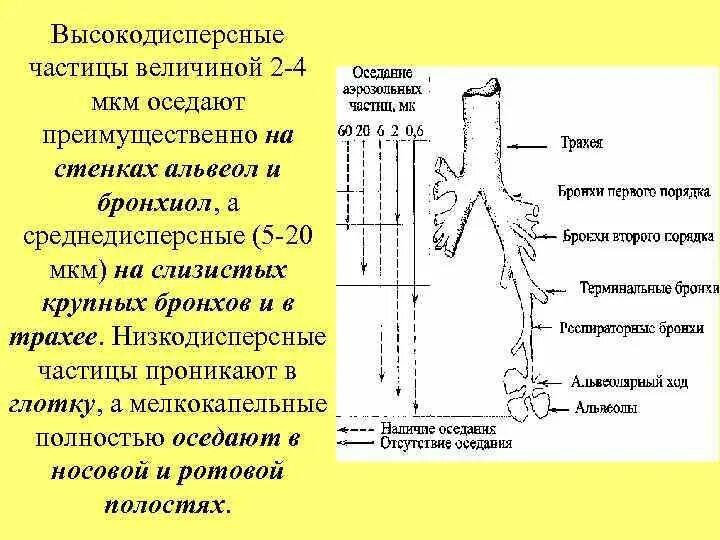 Частица размером 5 мкм. Размер аэрозольных частиц. Высокодисперсные частицы. Диаметр частиц аэрозоля. Среднедисперсные аэрозоли.