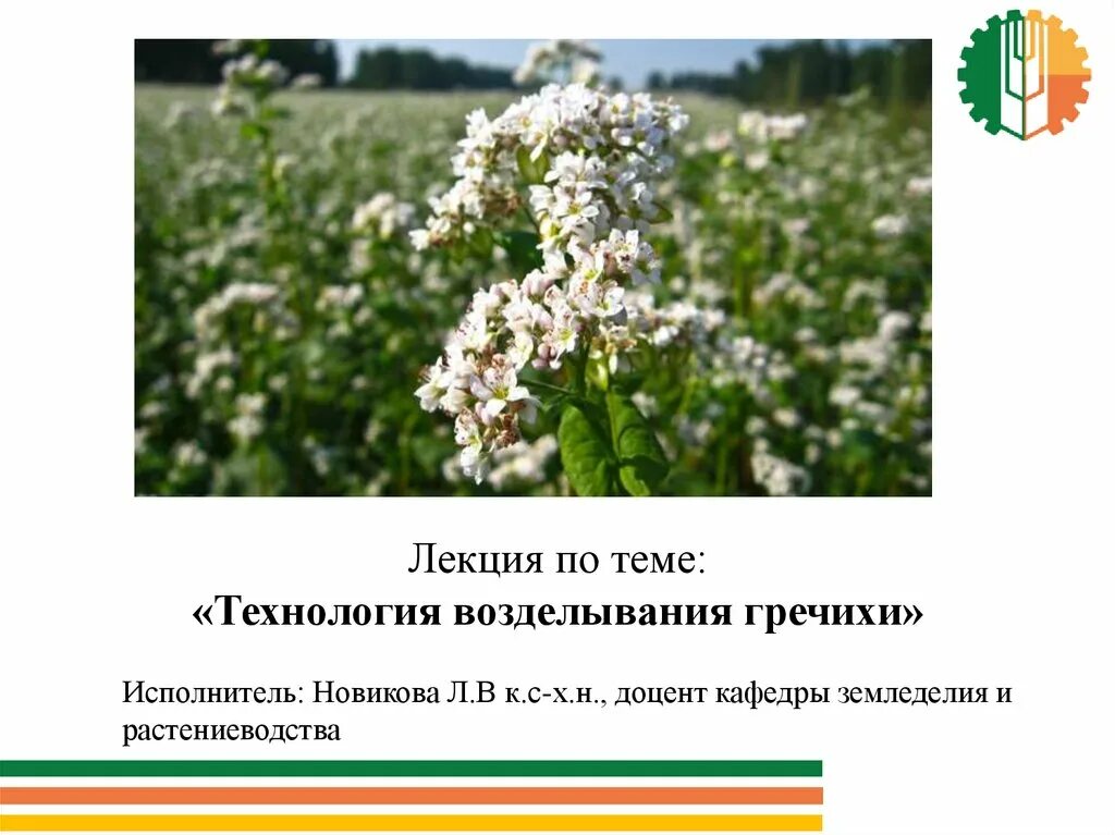 Особенности гречихи. Особенности гречихи