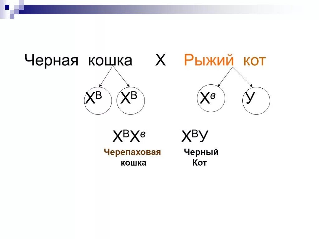 Генетика пола и наследование. Генетика пола 11 класс. Генетика пола кратко. Генетика пола презентация. Генетика пола и наследование сцепленное с полом.