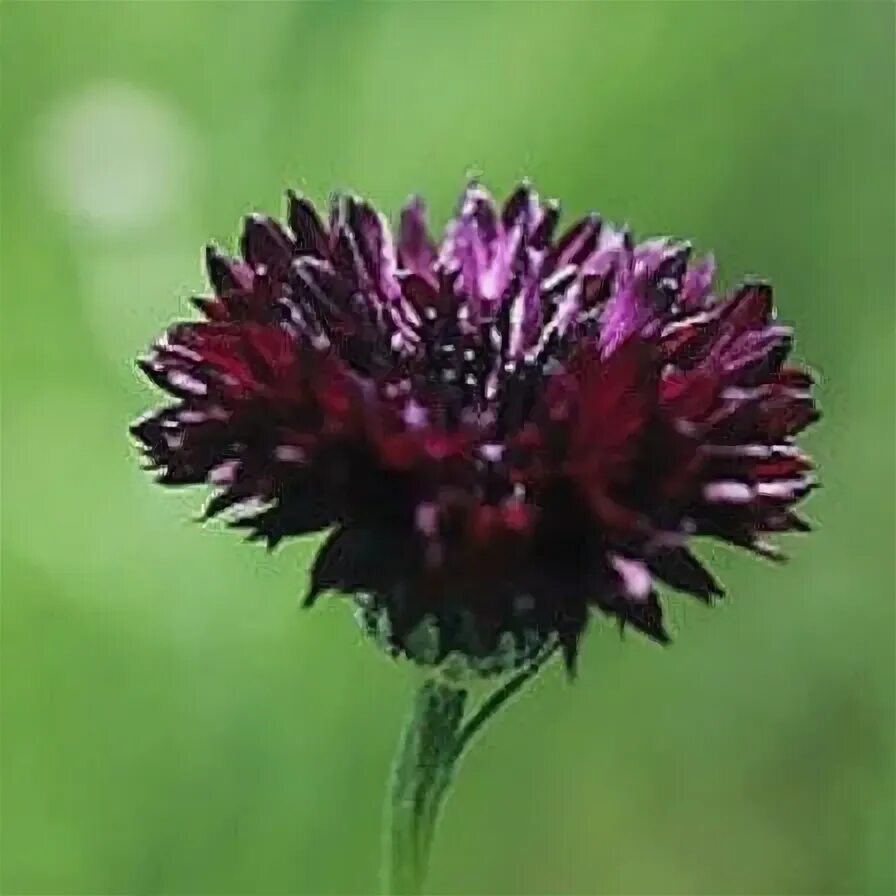 Василёк Блэк бол. Василек Блэк бол (махровый). Василек Блэк медальон. Centaurea cyanus Black Ball.