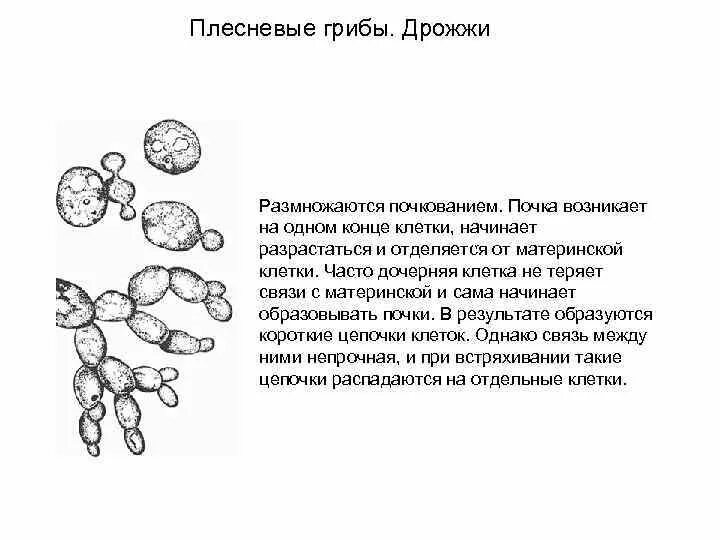 Размножение дрожжей спорами. Дрожжи грибы размножение. Размножение дрожжей схема. Дрожжи царство грибов. Размножение дрожжей почкованием.