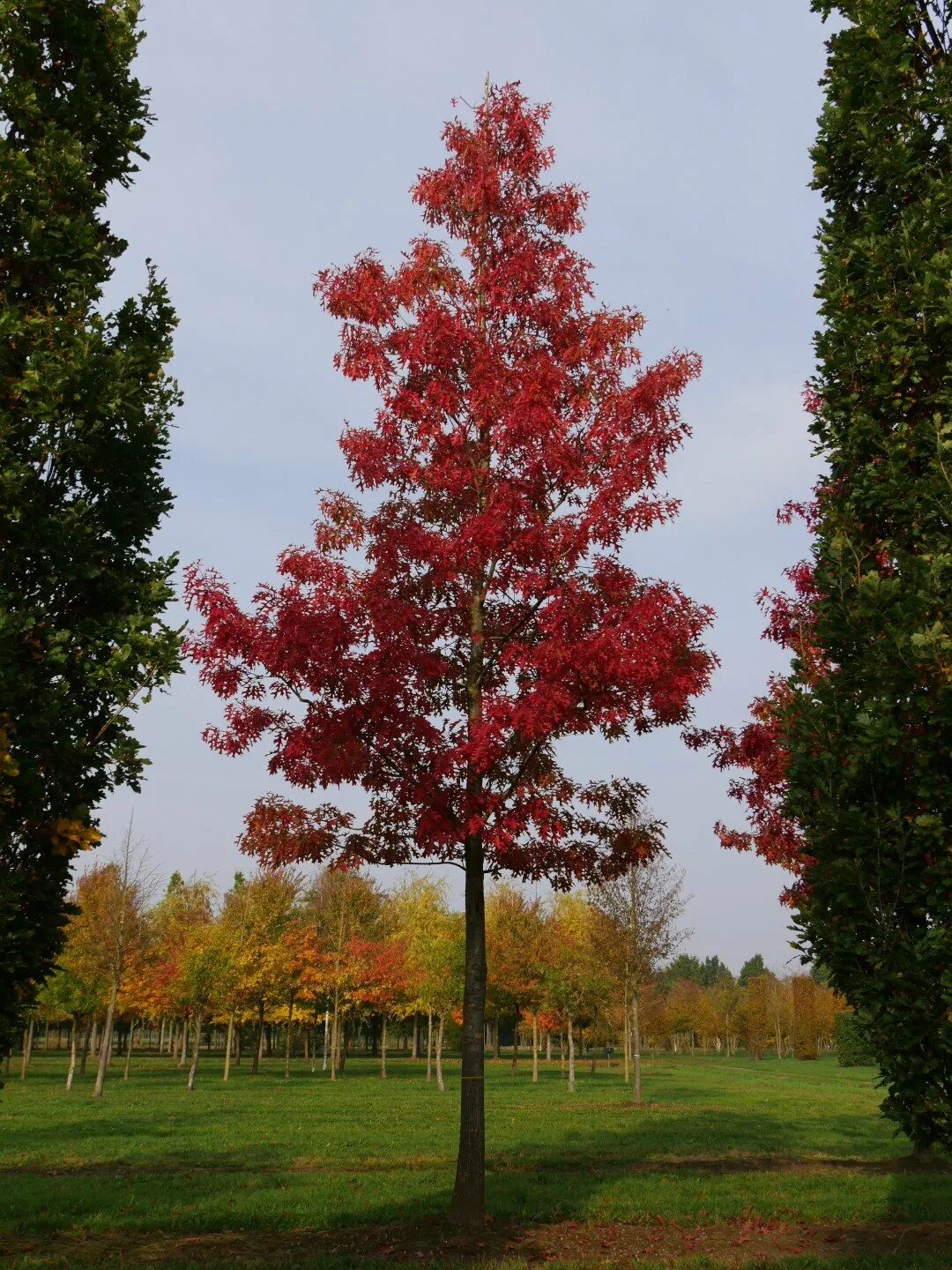 Red heights. Дуб красный Quercus rubra. Дуб шарлаховый Quercus coccinea. Клён канадский краснолистный. Дуб канадский краснолистный.