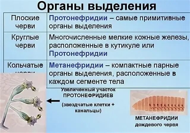 Эволюция трехслойных животных. Кишечнополостные черви моллюски. Двухслойные и трехслойные животные. Кишечнополостные иглокожие.