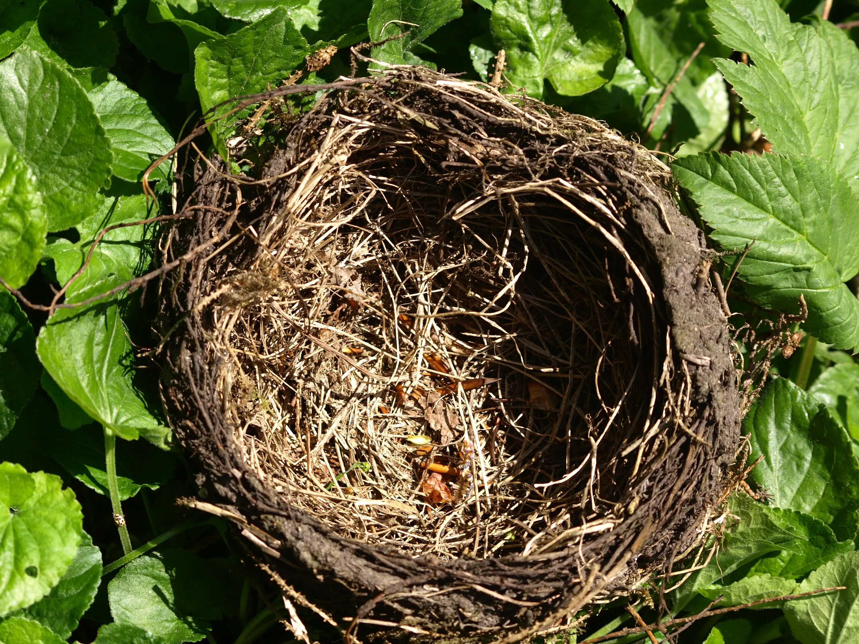 Plant nest. Гнездо вьюрка. Гнездо белки Гайно. Геллат гнезда. Гнездо зарянки.