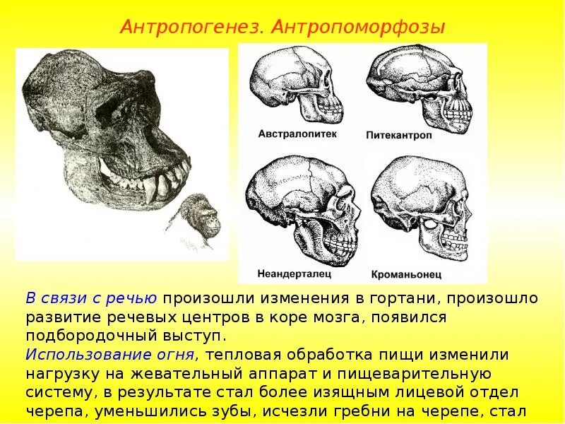 Развитый подбородочный Выступ. Антропогенез. Подбородочный Выступ развит у. Строение черепа австралопитека. Развитый подбородочный выступ череп