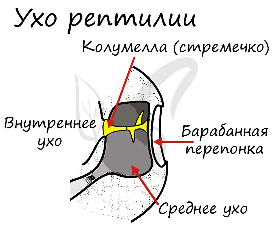 Ухо пресмыкающихся. Среднее ухо рептилий. Строение уха рептилий. Внутреннее ухо пресмыкающихся.