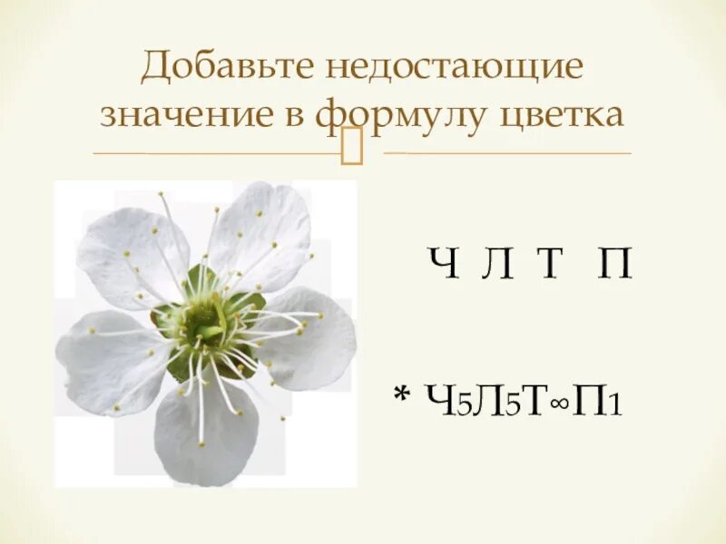 Ч5л5т бесконечность п бесконечность к какому. Формула цветка ч5л5т бесконечность п1. Формула цветка ч5л5т п1. Формула цветка ч5л5т5п1 соответствует. Формула цветка ч5 л5 т8 п8.