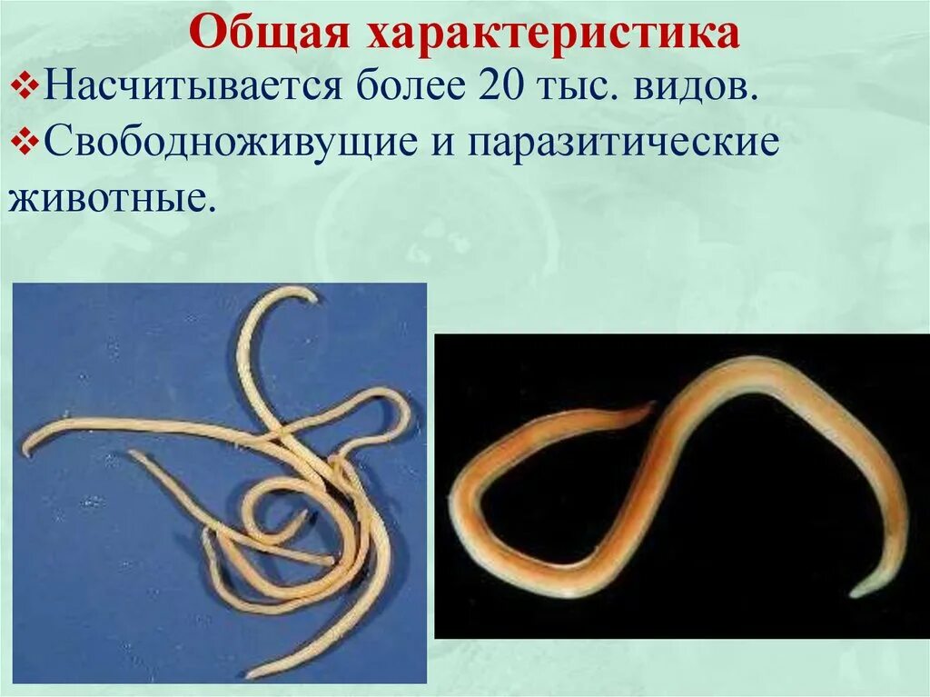 Круглые черви 3 типа. Нематоды - Первичнополостные черви. Круглые черви свободноживущие и паразиты. Круглые черви нематоды паразиты. Круглые гельминты,нематоды.