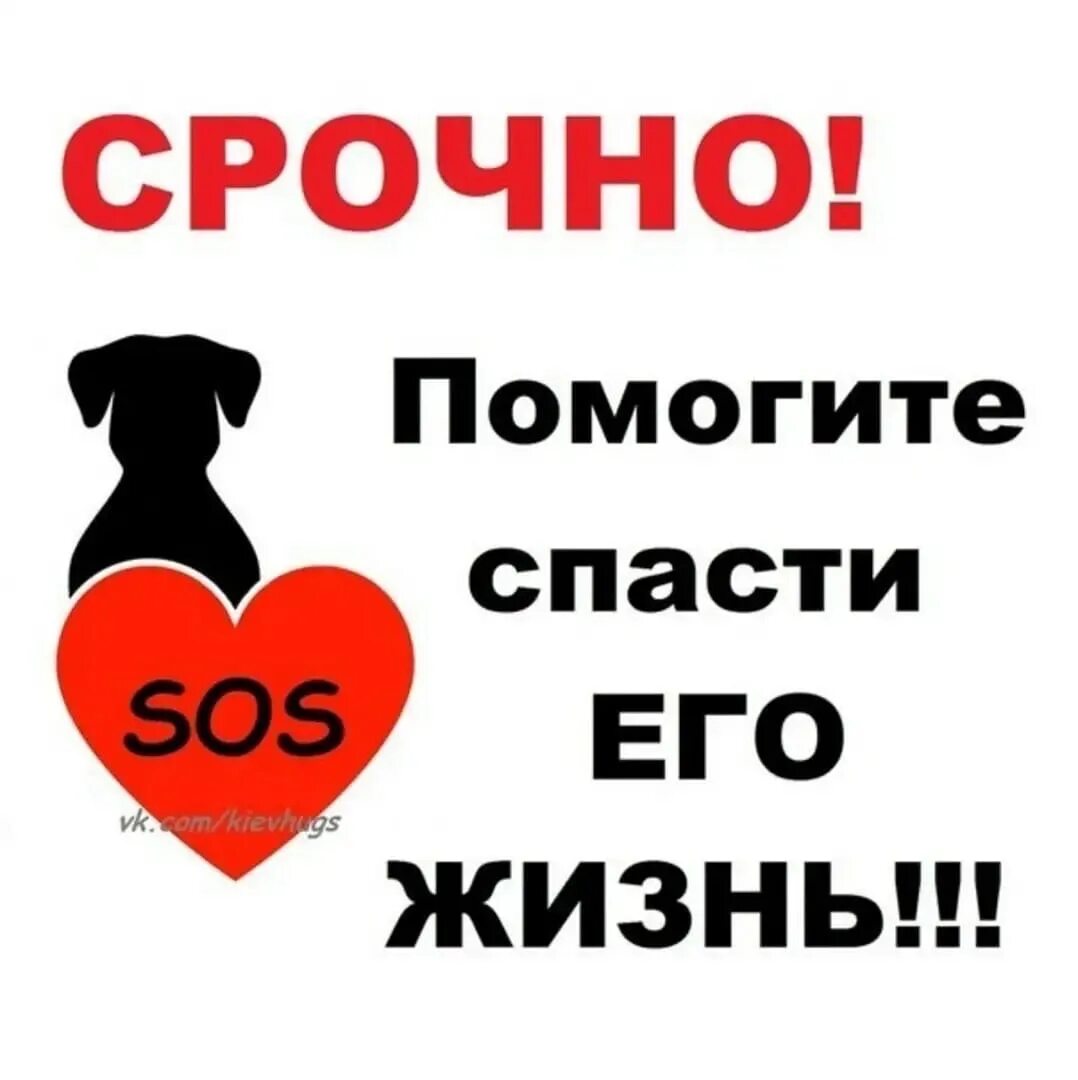 Нужно помочь собаке. Нужна помощь собаке. Помогите спасти. Помогите спасти жизнь собаке.