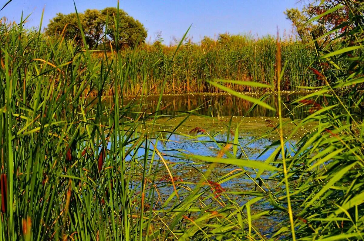 Тростник phragmites australis. Астраханский заповедник камыш озерный. Зарастают тростником. Рогоз стрелолист и ряска. Нильский тростник.