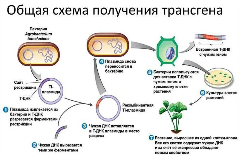 Плазмиды биотехнология. Генная модификация схема. Схема получения трансгенных растений. Получение трансгенов схема. Схема клонирования растительной клетки.