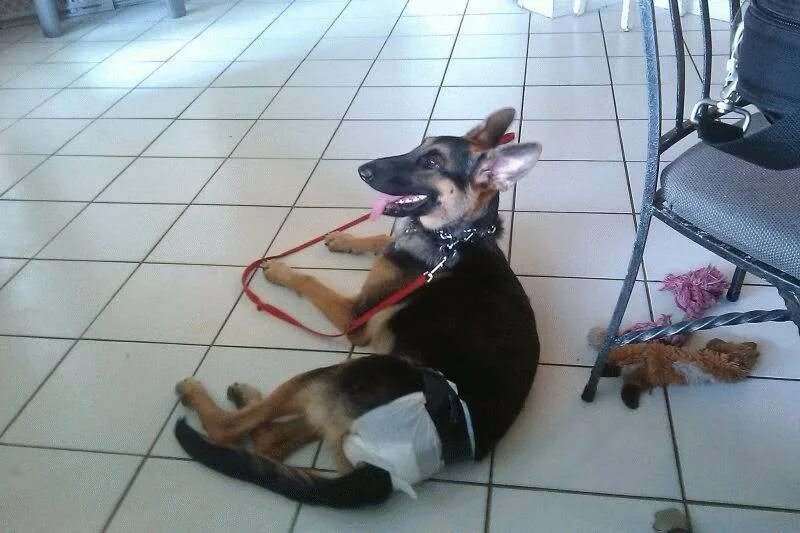 Течка у немецкой овчарки. Течка у немецкой овчарки. Первая течка у немецкой овчарки. Сколько дней течка у овчарки. Немецкая вязка.