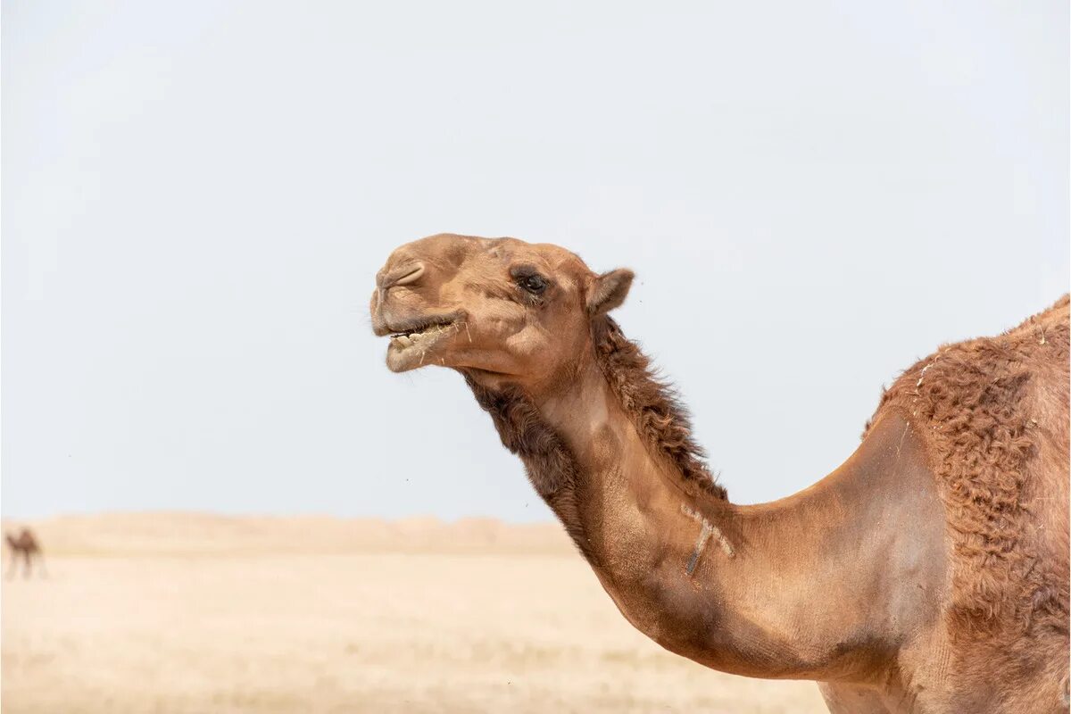 Breaks the camel s back