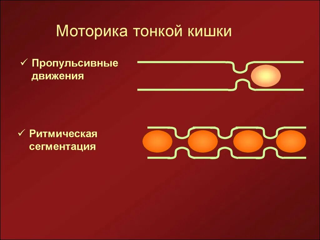 Типы моторики. Моторика тонкой кишки. Моторика тонкого кишечника. Типы моторики тонкой кишки. Виды моторики тонкого кишечника.