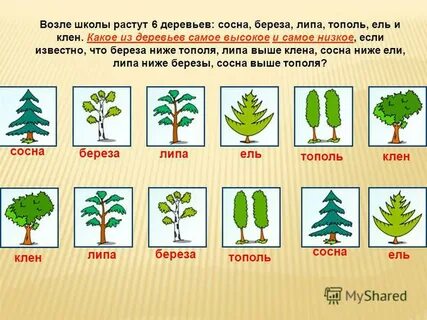 Около школы растут березы