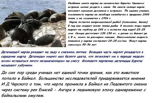 Как нерпы попали в байкал. Как нерпы попали в байкал