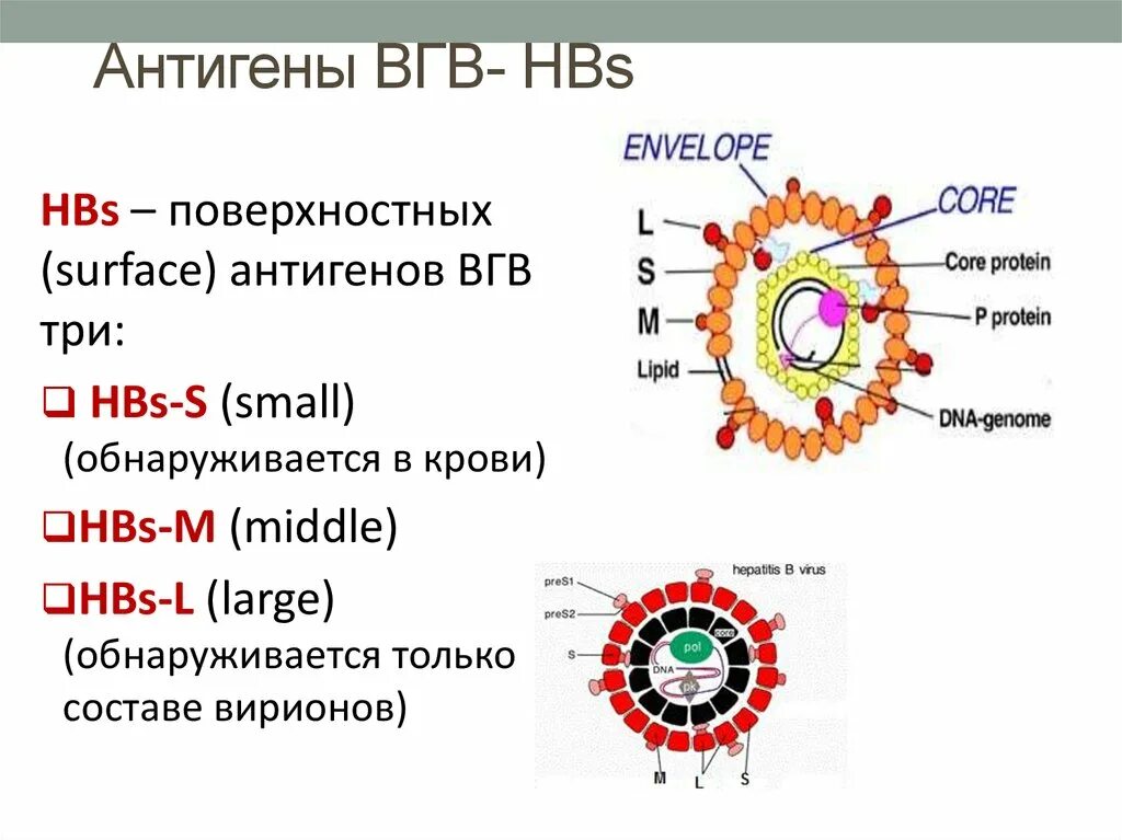 Антиген hepatitis b virus