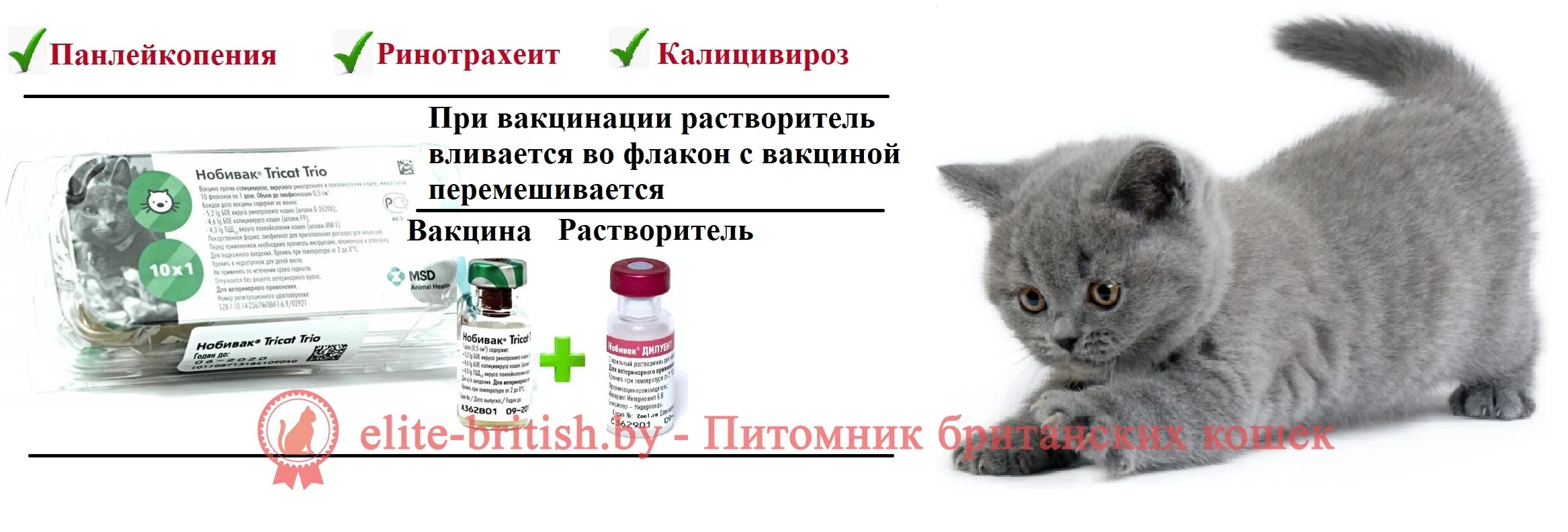 За сколько глистогонить кошку перед прививкой. Прививка в 1 месяц котенку. Обязательная прививка для котят. Первые прививки котенку вакцинация. Первые прививки котенку название.