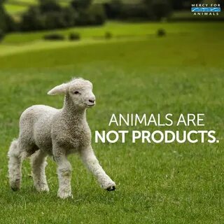Because animals