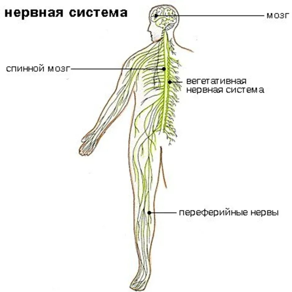 Для чего нужна нервная система. Нервная система человека строение рисунок. Нервная система человека строение рисунок с подписями. Нервная система нервы. Нервная система нерв.