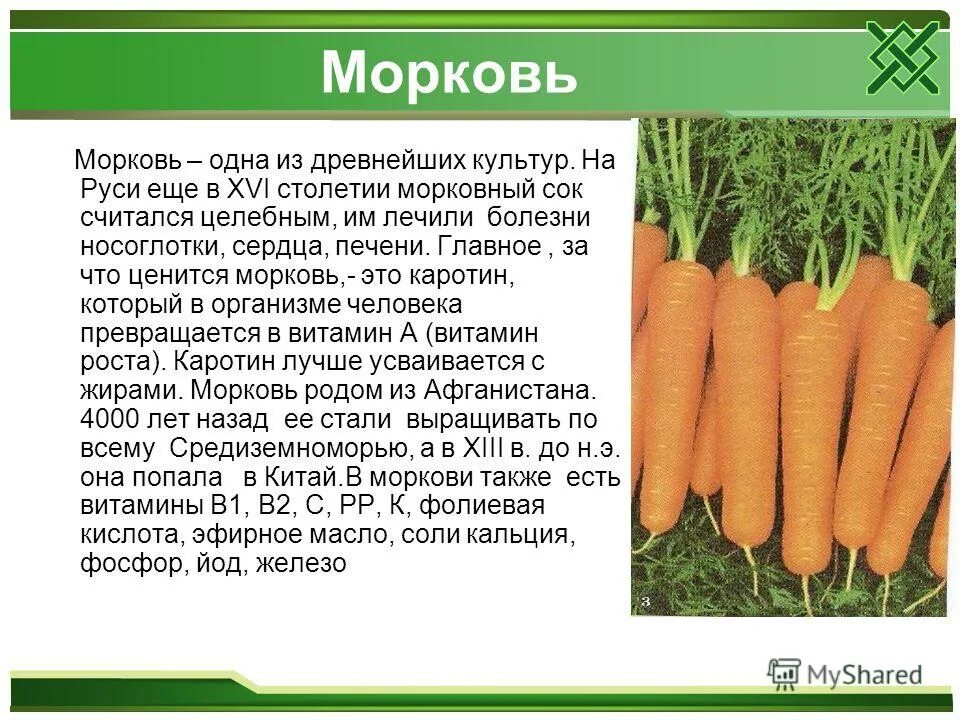 Морковь 1 разбор