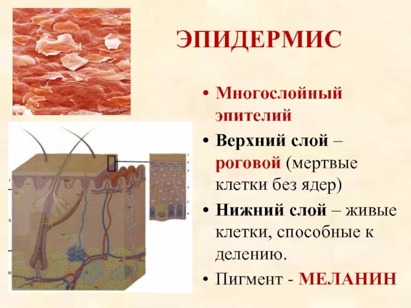 Эпидермис тип ткани. Многослойный эпидермис. строение и значение кожи. эпидермис верхний слой кожи.
