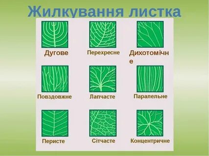 Пальчатый тип листьев