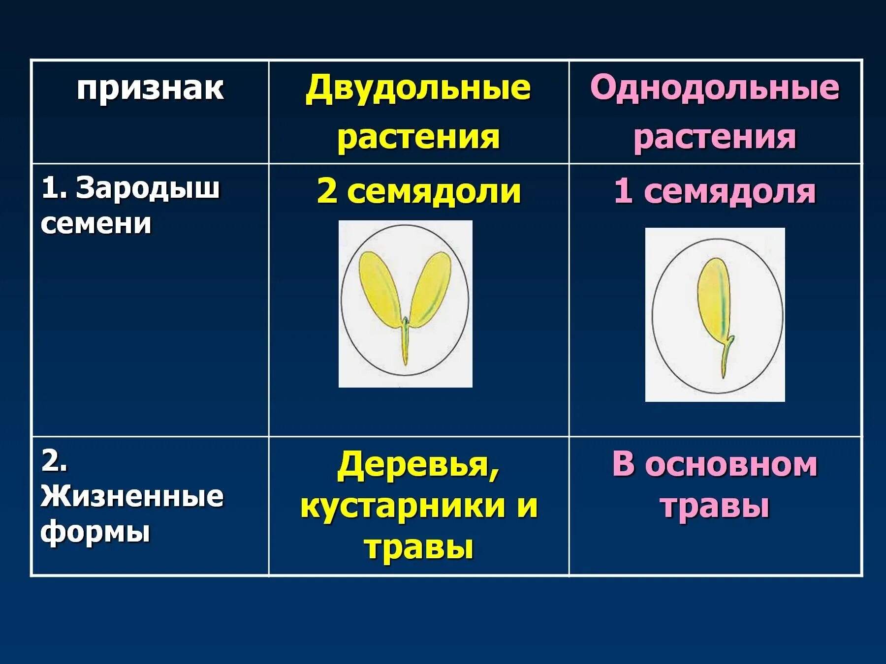 Три признака класса однодольных