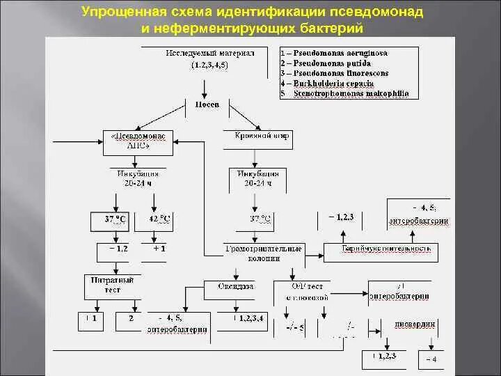 Свойства идентификации бактерий. Схема идентификации микроорганизмов. Идентификация бактерий схема. Идентификация микроорганизмов микробиология. Схема идентификации неферментирующих микроорганизмов.