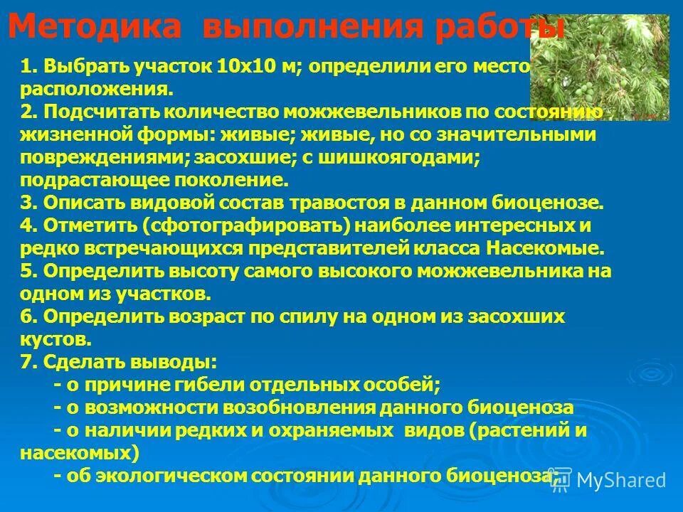 Уровни жизненного состояния растений. Уровни жизненного состояния растений