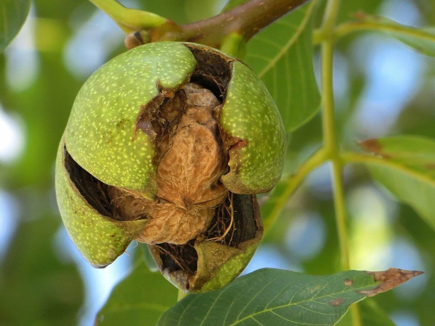 Сколько растет орех. Грецкий орех Juglans Regia l.. Орех Чандлер. Грецкий орех деревья с орехами. Плоды грецкого ореха на дереве.