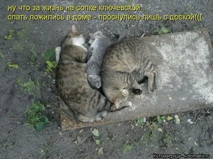 Короткая ли жизнь
