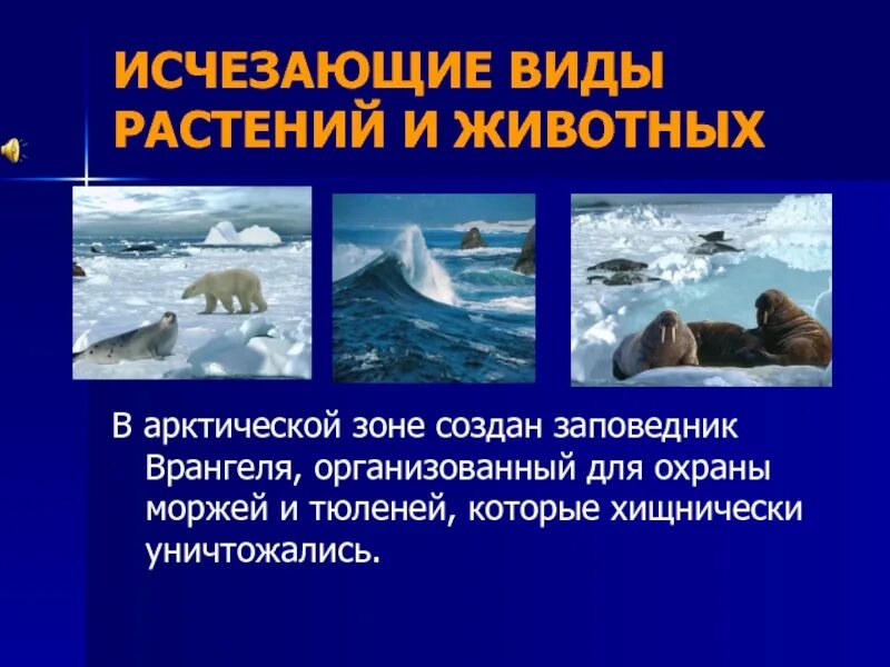 Какие животные под охраной в арктике. Какие животные взяты под охрану в арктике на острове врангеля. морж охраняется в заповеднике врангеля?. какие животные взяты под охрану в заповеднике на острове врангеля. какое под охраной в арктике.