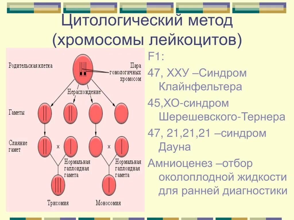 Синдром Шерешевского Тернера набор хромосом. Цитологического метод хромоосомы. Хромосомы в эритроцитах. Эритроциты содержат хромосомы.