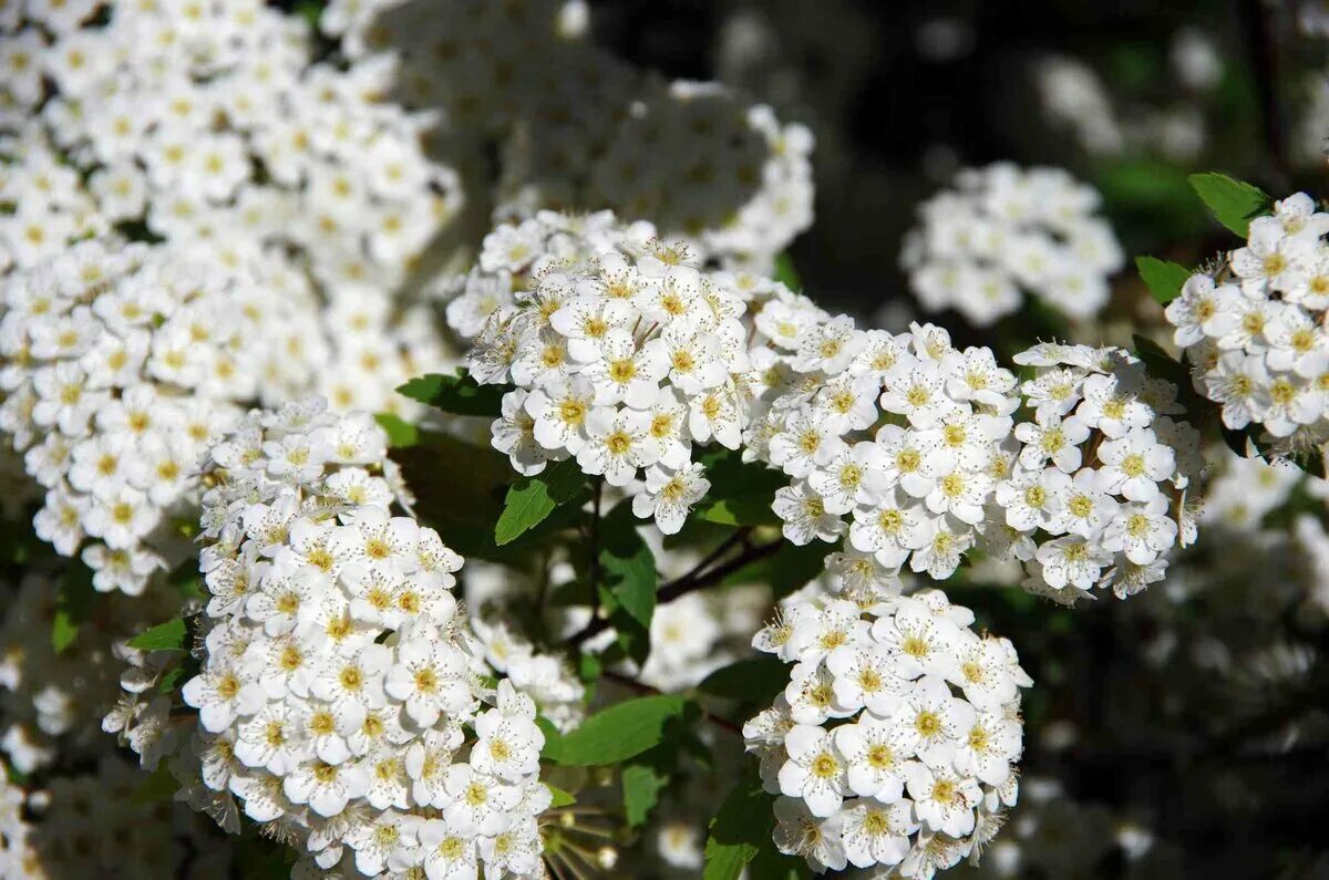 Спирея с белыми цветами. Спирея пепельная. Белые кустарные цветы позы. Lilac Bush White.
