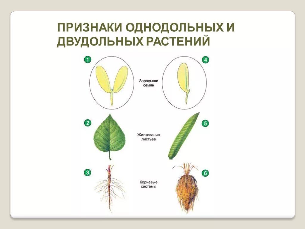 Как отличить двудольные