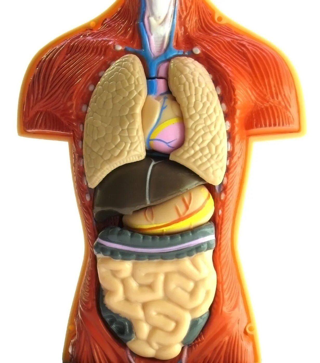 Анатомия человека 1. Внутренние органы. Органы человека. Макет внутренних органов человека.