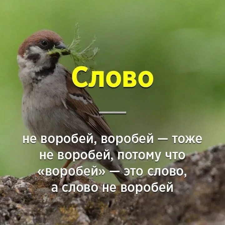 Слово не Воробей. Слово не Воробей Воробей тоже. Слово не Воробей а Воробей не слово Мем. Смешной Воробей.