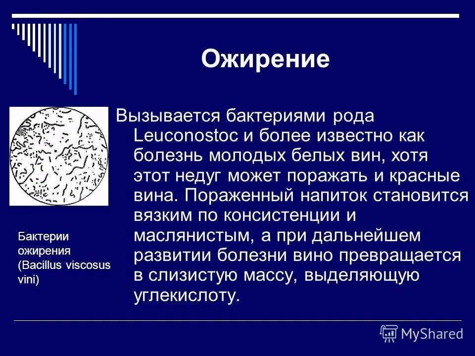 Болезни вин ожирение вина. Какие заболевания вызываются бактериями. Какие заболевания человека вызываются бактериями. Болезнь виноваты