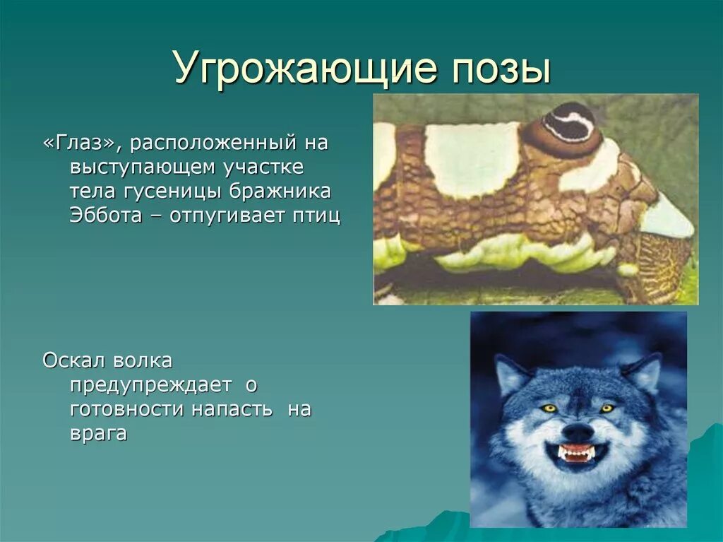 Угрожающие позы. Приспособленность волка к среде обитания. Адаптации волка. Волк адаптация к среде. Волк приспособленность к среде.