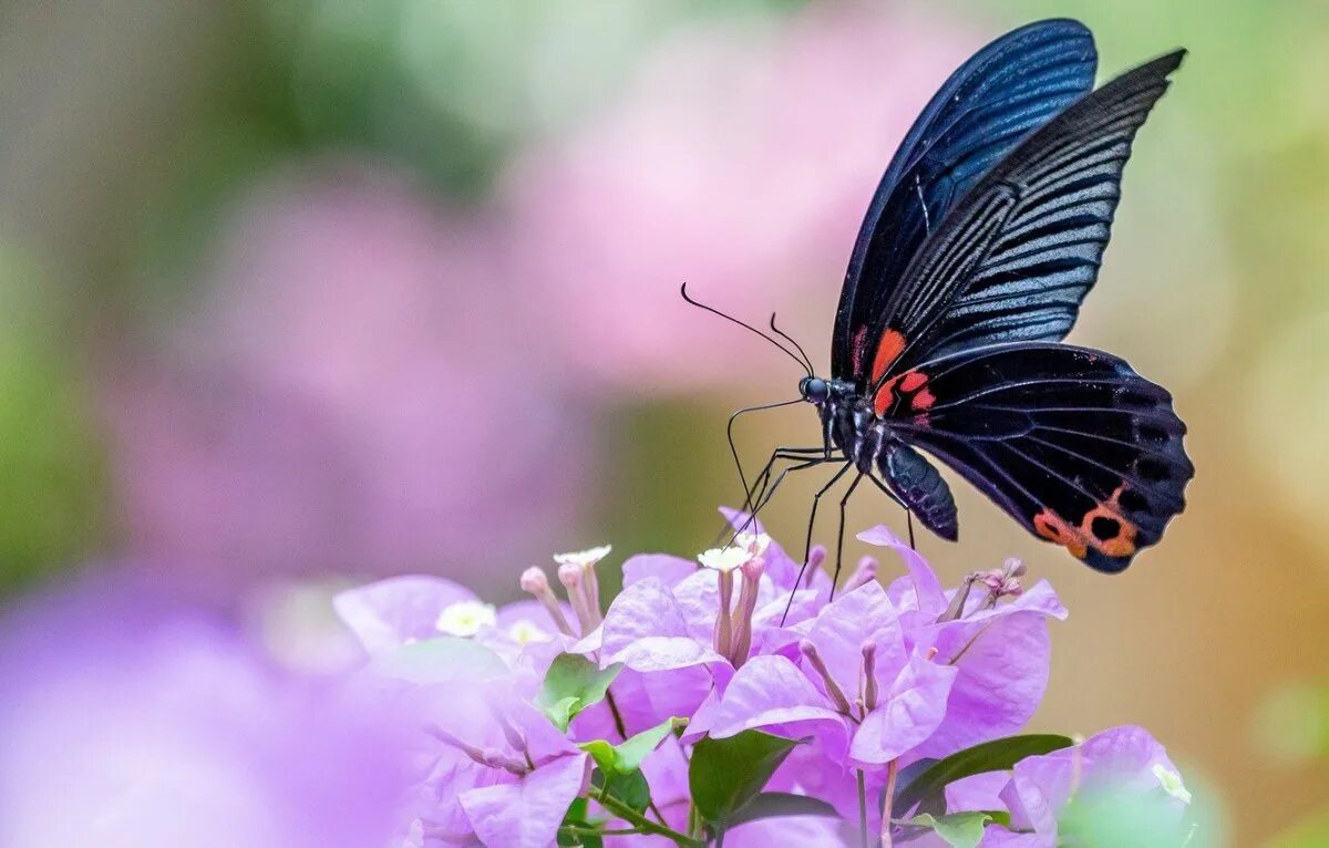 Бабочки на весь экран. Обои с бабочками. Обои на рабочий стол бабочки. Розовые бабочки в природе. Картинки на рабочий стол бабочки красивые.