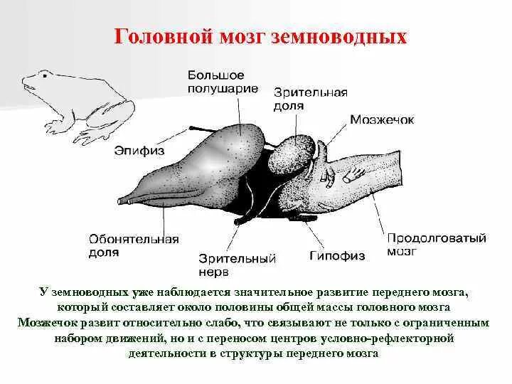 Передний мозг слабо развит. Строение головного мозга земноводных. Отделы головного мозга земноводные 7 класс. Головной мозг система земноводных. Функции отделов головного мозга лягушки.