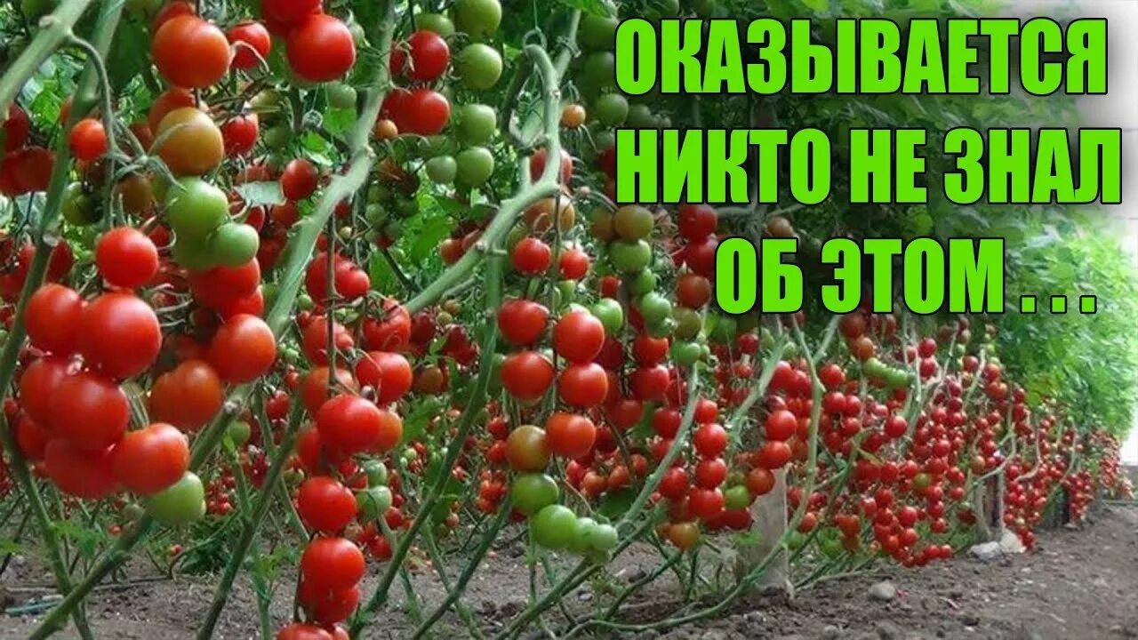 Формирование кустов томатов в теплице. Пасынкование черри. пасынкование томатов черри. томат детерминантный и индетерминантный. томаты черри пасынкование в теплице.