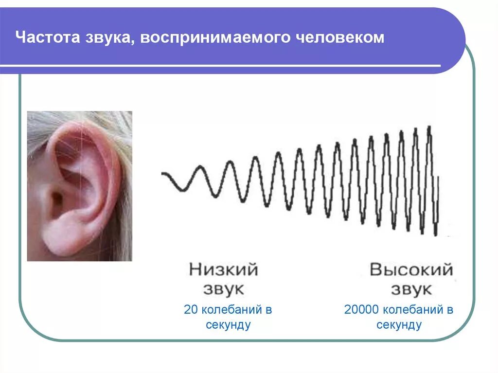 Частота звука. Частота звука воспринимаемая человеком. Частота звука для человека. Высокая частота звука. Голос низких частот