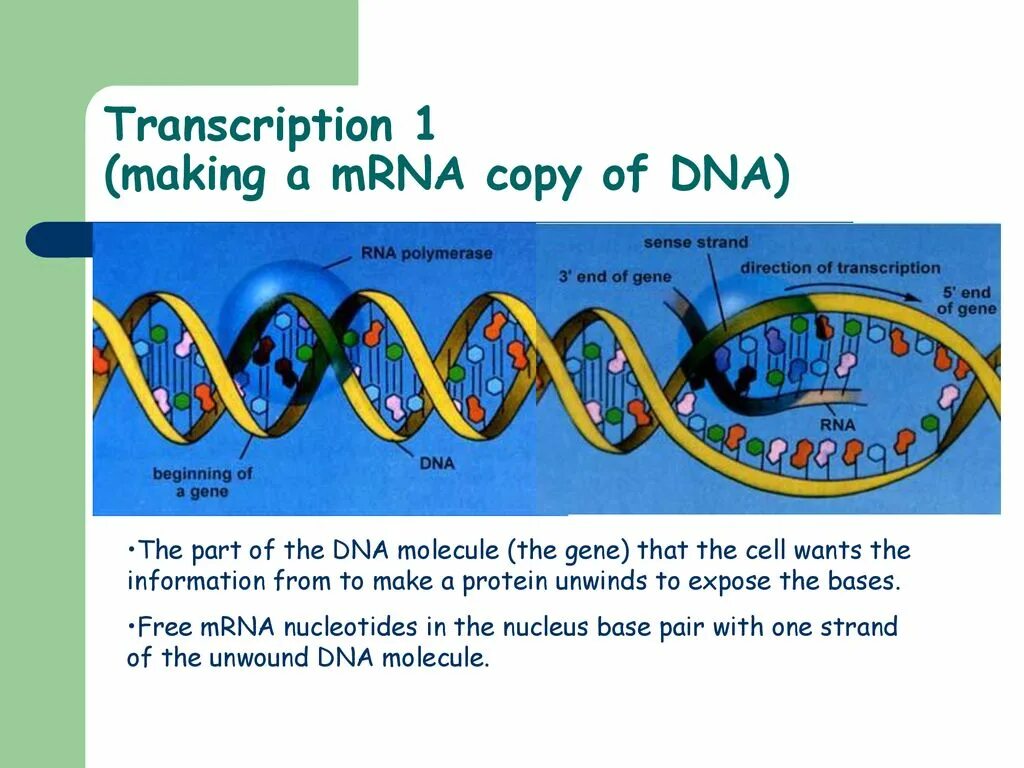 Матричная и транскрибируемая днк. DNA Transcription. MRNA. Protein Synthesis DNA. MRNA фото.