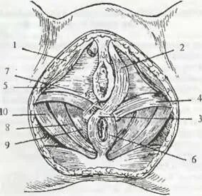 Жалаңаш еркектерді проктолог тексеріп жатқан видео